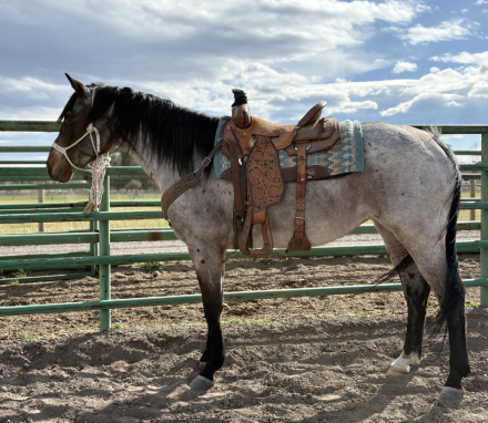 HorseID: 2311196 BLUES SMART KITTY - PhotoID: 1096018