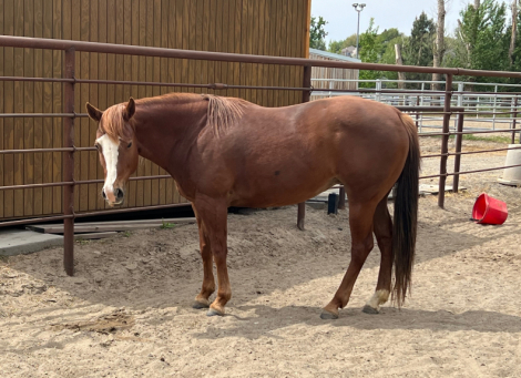 HorseID: 2311198 Run N Tell That - PhotoID: 1096389