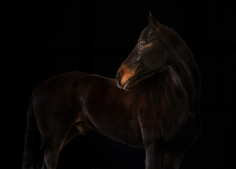 HorseID: 2311207 Hero - PhotoID: 1096020