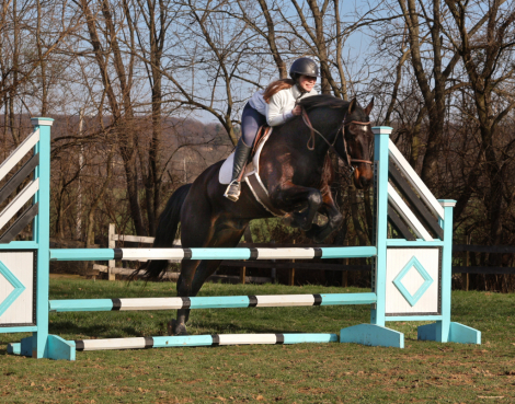 HorseID: 2311207 Hero - PhotoID: 1096021