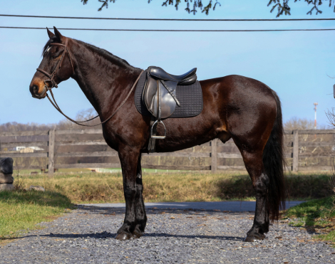 HorseID: 2311207 Hero - PhotoID: 1096022