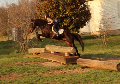 HorseID: 2311207 Hero - PhotoID: 1096023