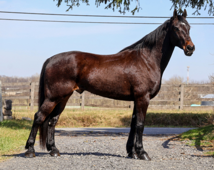 HorseID: 2311207 Hero - PhotoID: 1096024