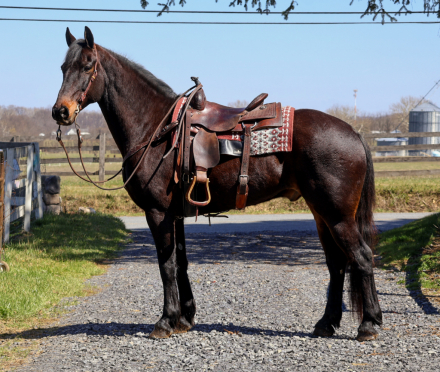 HorseID: 2311207 Hero - PhotoID: 1096025