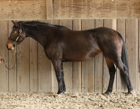 HorseID: 2311208 Verti - PhotoID: 1096026