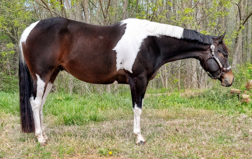 HorseID: 2311211 VS What A Good Ride - PhotoID: 1096027