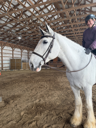 HorseID: 2311214 Trail light play your Ace - PhotoID: 1096028