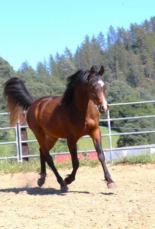 HorseID: 2311215 SS Balius - PhotoID: 1096139