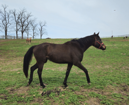 HorseID: 2311216 Gold Doll - PhotoID: 1096029