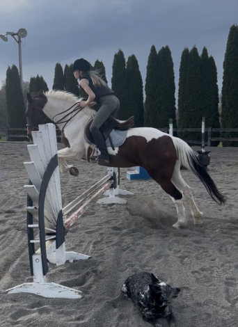 HorseID: 2311231 Daisy - PhotoID: 1096031