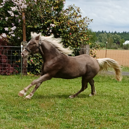 HorseID: 2311233 'WHISKEY'S SILVER DREAM' GORGEOUS SILVER DAPPLE - PhotoID: 1096106