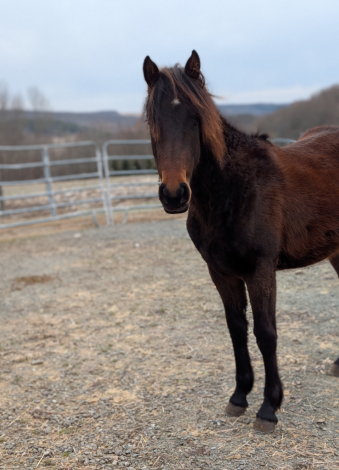 HorseID: 2311234 Fantasia YGF - PhotoID: 1096032