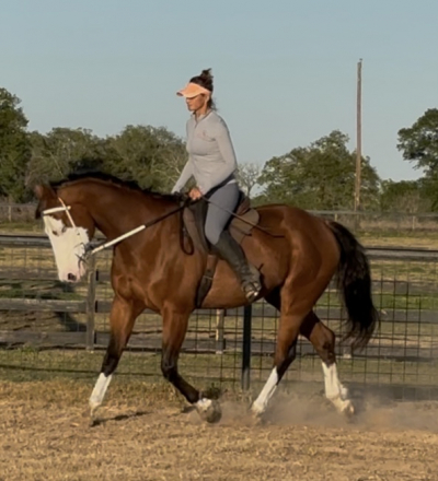 HorseID: 2311237 Folderol - PhotoID: 1096037