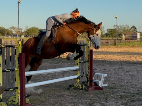 HorseID: 2311237 Folderol - PhotoID: 1096038