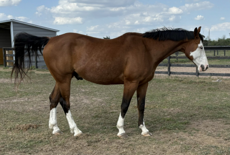 HorseID: 2311237 Folderol - PhotoID: 1096039