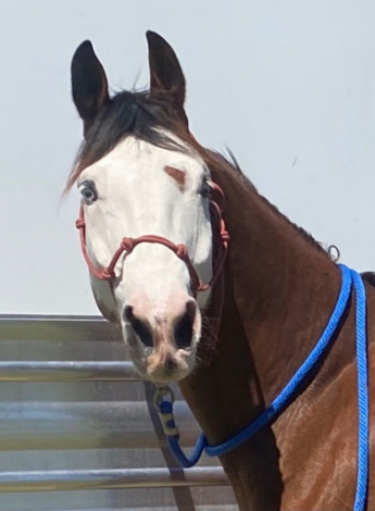 HorseID: 2311237 Folderol - PhotoID: 1096040