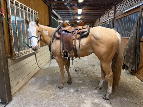 HorseID: 2311238 Cinebars Taylor Made - PhotoID: 1096033