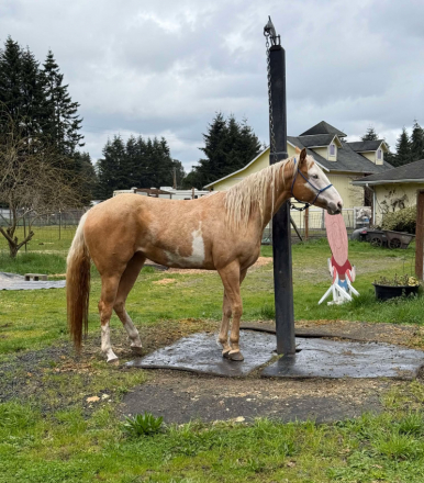 HorseID: 2311238 Cinebars Taylor Made - PhotoID: 1096034