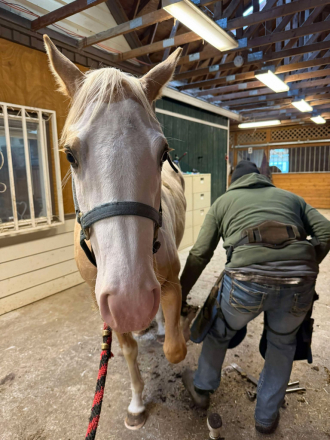 HorseID: 2311238 Cinebars Taylor Made - PhotoID: 1096035