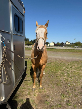 HorseID: 2311238 Cinebars Taylor Made - PhotoID: 1096036