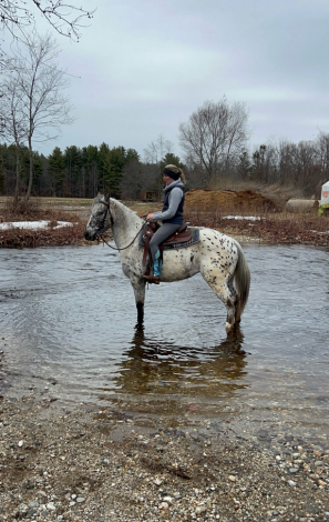 HorseID: 2311239 4 y/o Appaloosa Gelding - PhotoID: 1096045