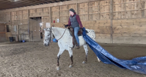 HorseID: 2311239 4 y/o Appaloosa Gelding - PhotoID: 1096046