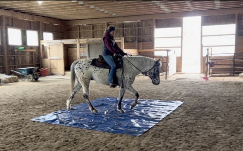 HorseID: 2311239 4 y/o Appaloosa Gelding - PhotoID: 1096047
