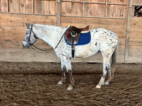 HorseID: 2311239 4 y/o Appaloosa Gelding - PhotoID: 1096048
