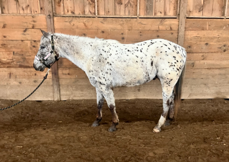 HorseID: 2311239 4 y/o Appaloosa Gelding - PhotoID: 1096049