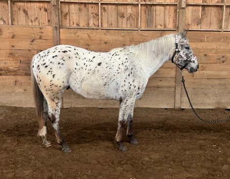 HorseID: 2311239 4 y/o Appaloosa Gelding - PhotoID: 1096050
