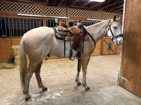 HorseID: 2311240 Cinebars Soft Touch - PhotoID: 1096041