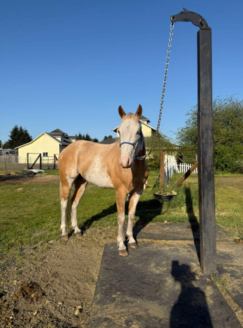 HorseID: 2311240 Cinebars Soft Touch - PhotoID: 1096042