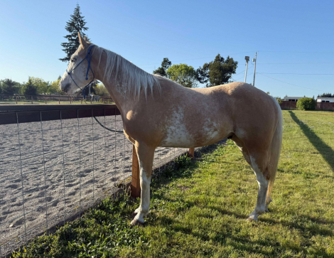 HorseID: 2311240 Cinebars Soft Touch - PhotoID: 1096044