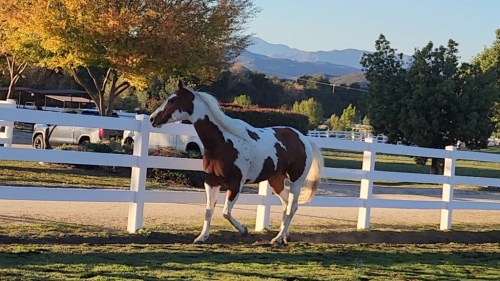 HorseID: 2311242 CALI JUICY MOONSHINE - PhotoID: 1096056