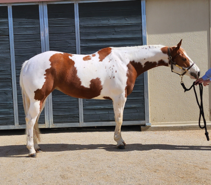 HorseID: 2311242 CALI JUICY MOONSHINE - PhotoID: 1096057