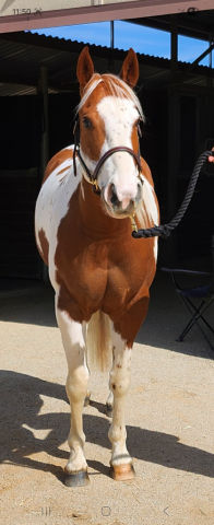 HorseID: 2311242 CALI JUICY MOONSHINE - PhotoID: 1096058