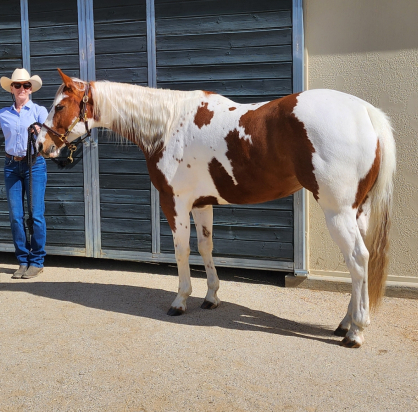 HorseID: 2311242 CALI JUICY MOONSHINE - PhotoID: 1096059