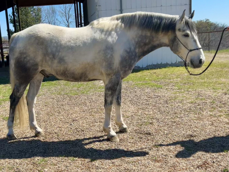 HorseID: 2311243 Rocky - PhotoID: 1096051