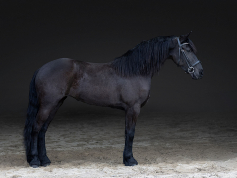 HorseID: 2311244 Midnight - PhotoID: 1096052