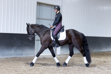 HorseID: 2311244 Midnight - PhotoID: 1096053