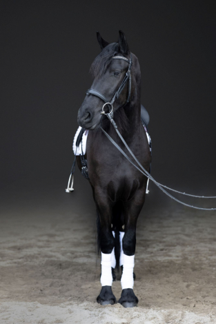 HorseID: 2311244 Midnight - PhotoID: 1096054