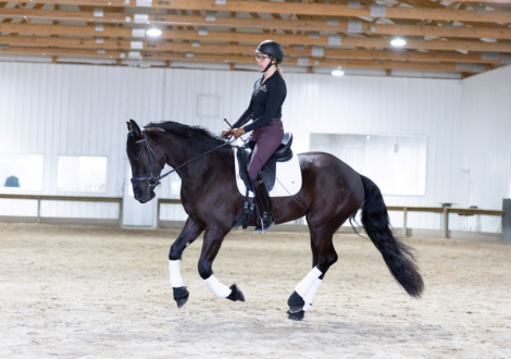 HorseID: 2311244 Midnight - PhotoID: 1096055