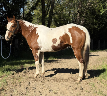 HorseID: 2311248 Cosmo - PhotoID: 1096065