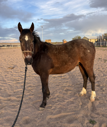 HorseID: 2311249 Chester - PhotoID: 1096066
