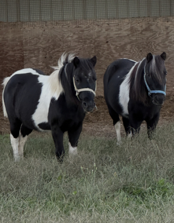 HorseID: 2311252 Ronnie - PhotoID: 1096067