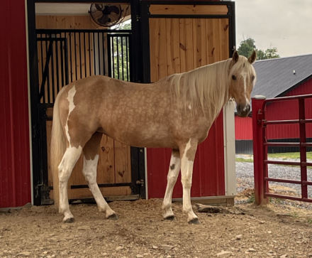 HorseID: 2311261 Sweet Sally Ride - PhotoID: 1096092