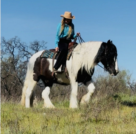 HorseID: 2311262 Winston - PhotoID: 1096074