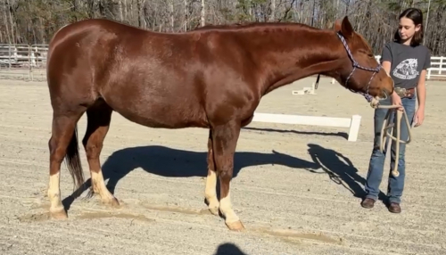 HorseID: 2311265 WHISKEYFIREANDICE - PhotoID: 1096079