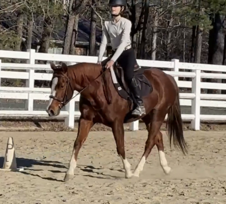 HorseID: 2311265 WHISKEYFIREANDICE - PhotoID: 1096080