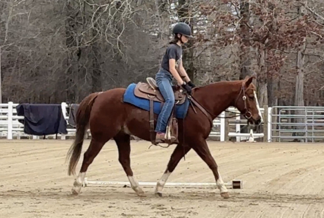 HorseID: 2311265 WHISKEYFIREANDICE - PhotoID: 1096081